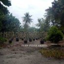 Pertanian dan Perkebunan di Tidung Kecil