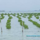 Pembiakan Tanaman Mangrove di Pulau Harapan